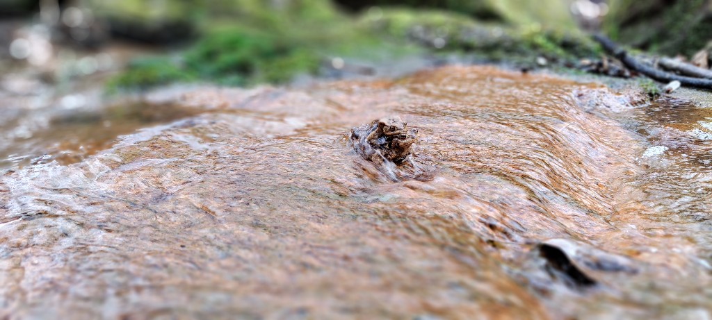 Water flowing over rocks with frogs